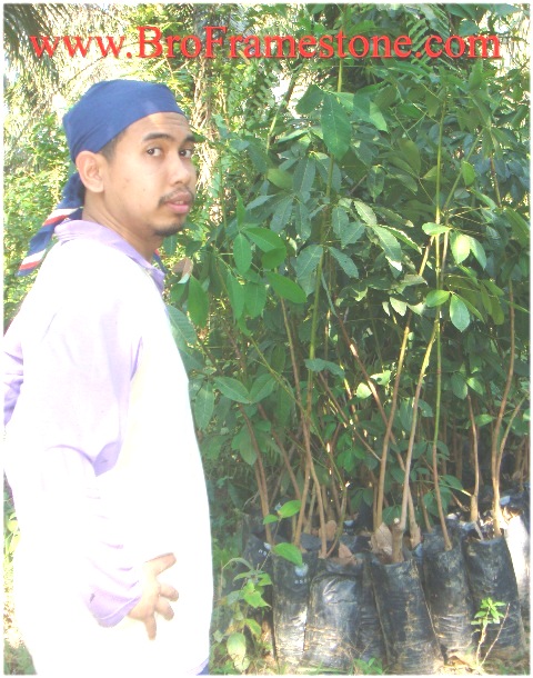 BroFramestone Anak Getah