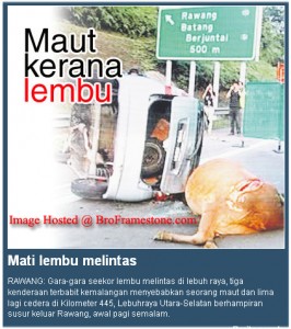 Maut Kerana Lembu-Kosmo