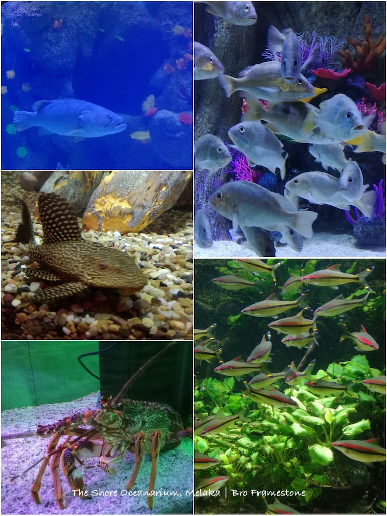 Hidupan Laut The Shore Oceanarium Melaka