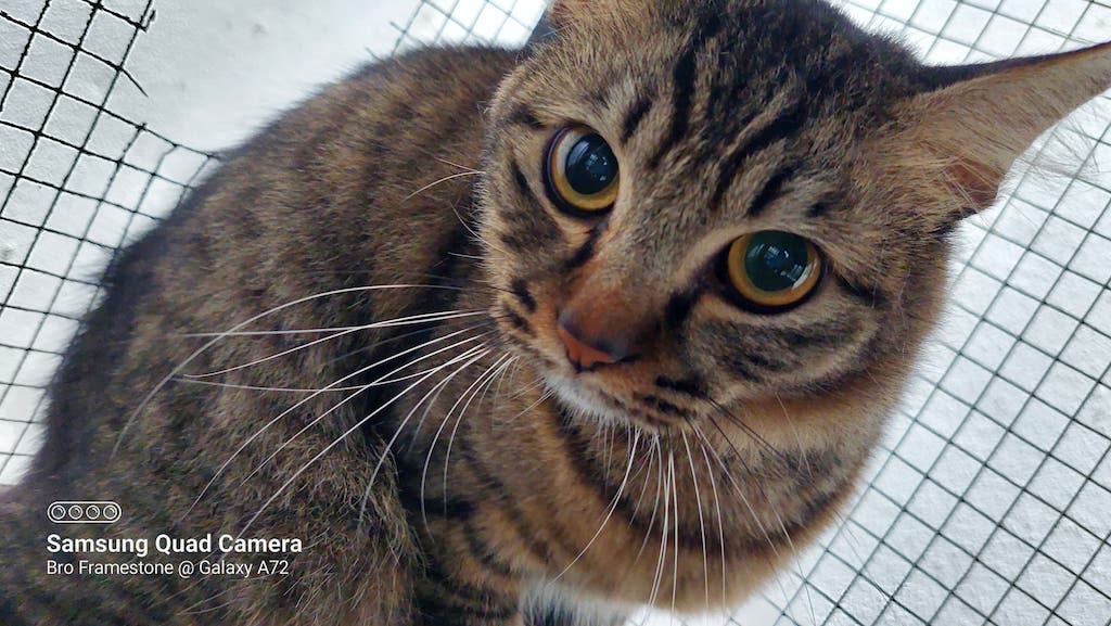 Gambar Kucing Samsung Galaxy A72