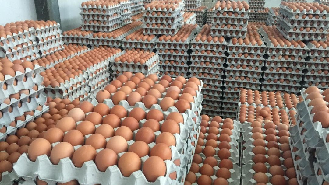Bekalan Telur Ayam