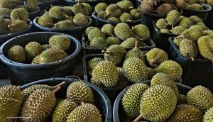 Pesta Durian Malaysia