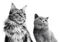 BRITISH SHORTHAIR 5 Tanda Haiwan Kesayangan Anda Bahagia & Sihat
