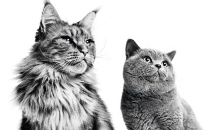 BRITISH SHORTHAIR 5 Tanda Haiwan Kesayangan Anda Bahagia & Sihat