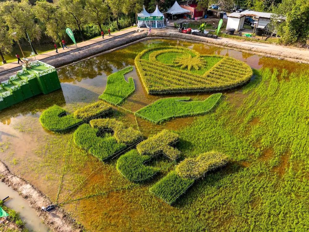 JATI Malaysia’s Largest Paddy Art Formation at MAHA 2026 JATI Malaysia’s Largest Paddy Art Formation at MAHA 2026